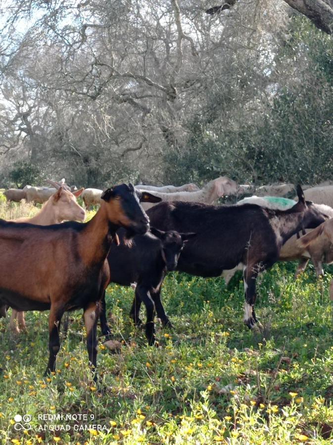 הוילה Magliano La Petraia מראה חיצוני תמונה